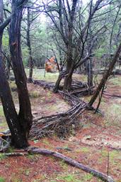 Austin Garden Designer